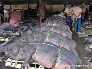 Cerdos para funeral Toraja.jpg         
