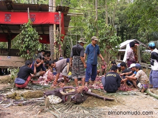 Matanza bueyes en funeral Toraja.jpg