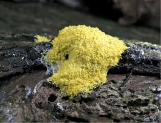 Dictyostelium discoideum.jpg