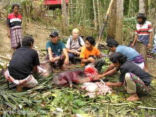 Matanza cerdos funeral Toraja.jpg         