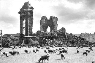frauenkirche-ruinas-ovejas