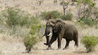 elefante