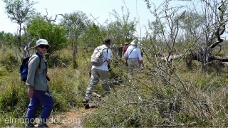 grupo en fila al encuentro de los rinocerontes. Hlane Royal National Park-Swaziland