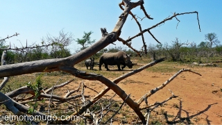 rinoceronte hembra con su cria. Hlane Royal National Park-swaziland