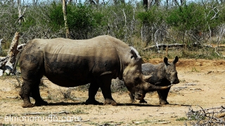 rinoceronte hembra con su cria en Hlane Royal National Park .Swaziland 