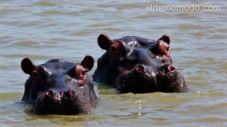 hipopotamos en remojo. Hlane Royal National Park-Swaziland
