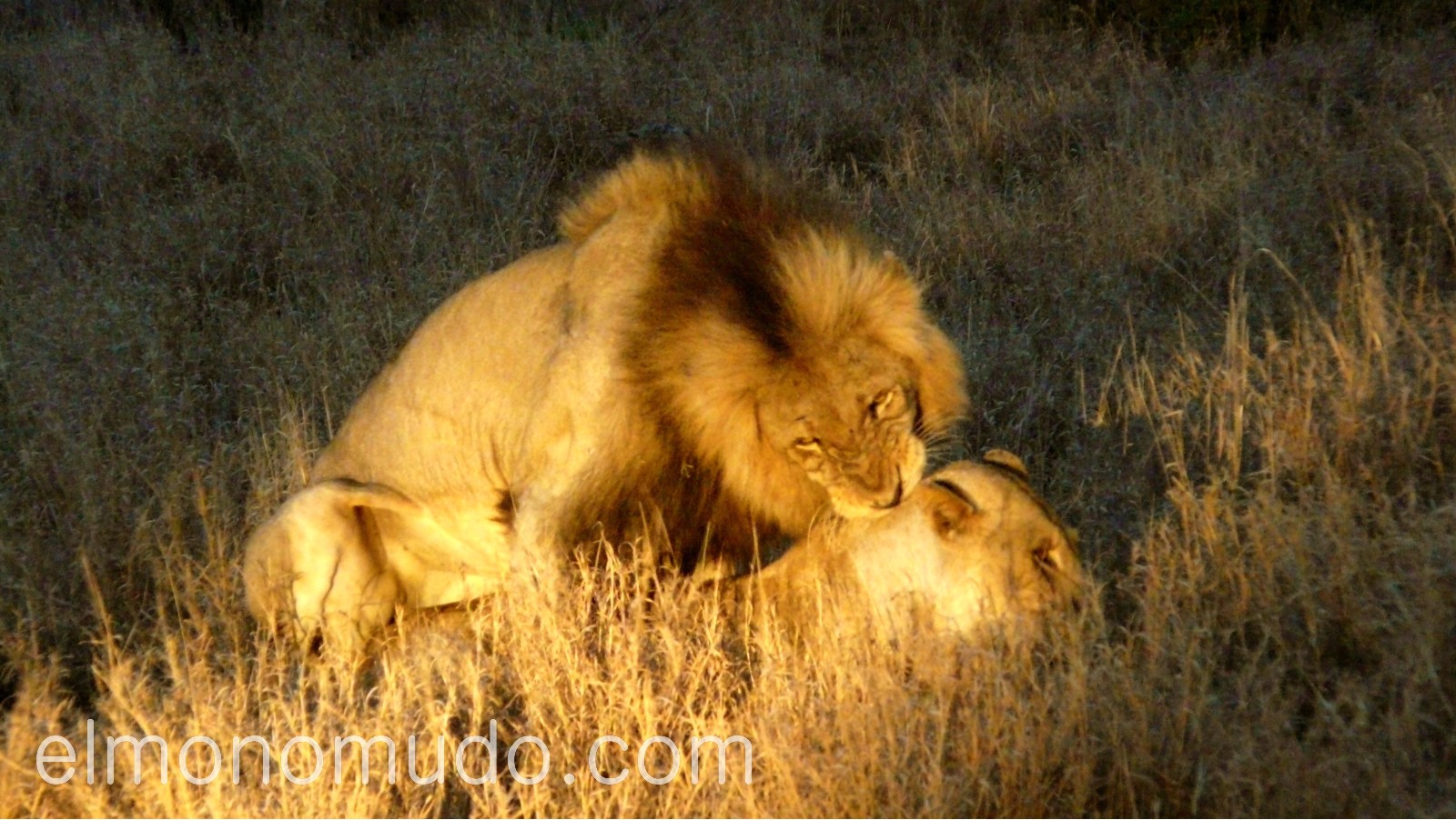 leones apareándose en la noche del Kruger National Park