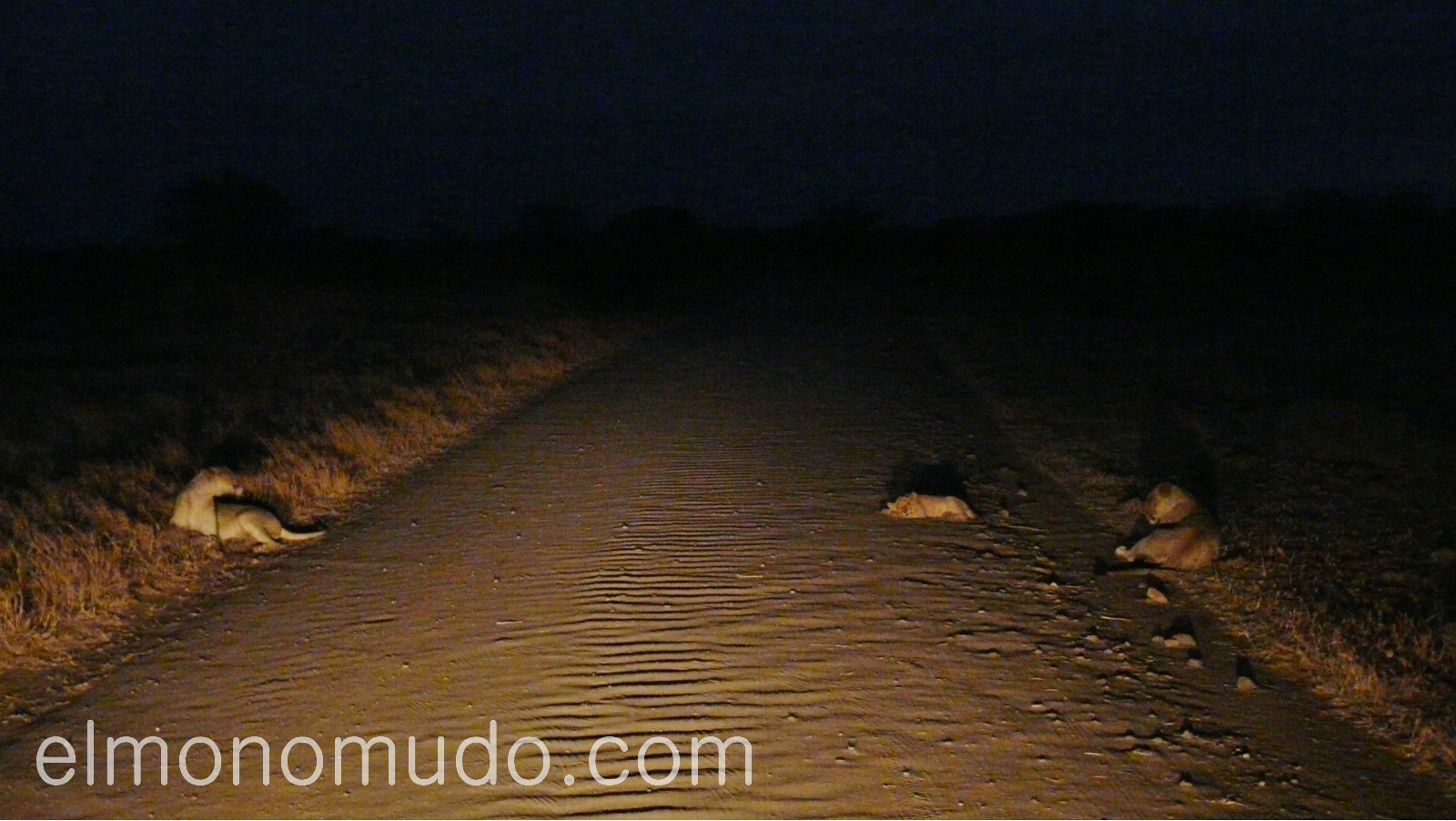 leones en la noche del Kruger National Park