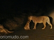 leones en la noche del Kruger National Park