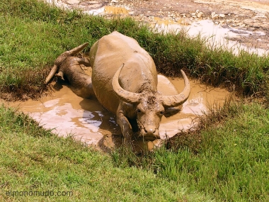 bufalo de agua revolcandose en el fango.myanmar. birmania
