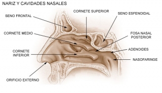 nariz-y-cavidades-nasales.jpg