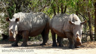 rinocerontes blancos en Hlane Royal National Park-Swaziland