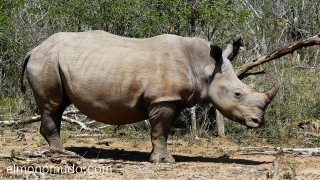 magnifico rinoceronte en Hlane Royal National Park - Swaziland