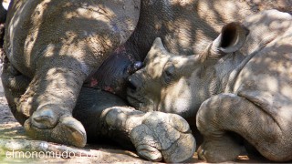cria de rinoceronte satisfecha despues de mamar. Hlane Royal National Park -Swaziland
