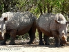 rinocerontes blancos en Hlane Royal National Park-Swaziland