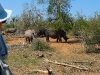 bella e intrepida aventurera observa los rinocerontes. Hlane Royal National Park-Swaziland