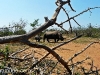 rinoceronte hembra con su cria. Hlane Royal National Park-swaziland
