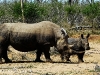 rinoceronte hembra con su cria en Hlane Royal National Park .Swaziland