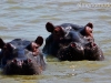 hipopotamos en remojo. Hlane Royal National Park-Swaziland