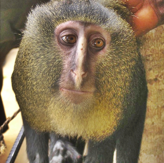  lesula  mono  africano 