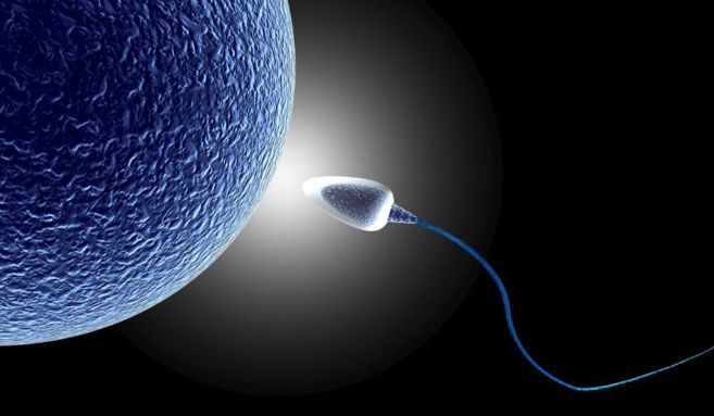 ovulo y espermatozoide